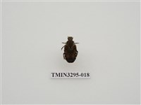 藏品(黑斑陷紋金龜)的圖片